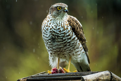 Close-up of a bird