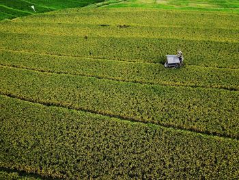 Aerial panorama of agrarian rice fields landscape like a terraced rice fields ubud bali indonesia