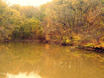 Trees by lake in forest during autumn