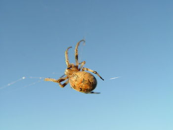 Close-up of spider