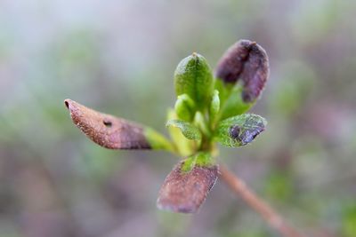 Close-up of flower buds