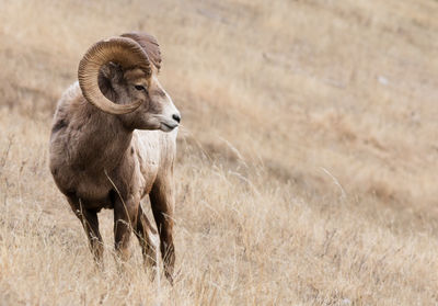 View of an animal on field