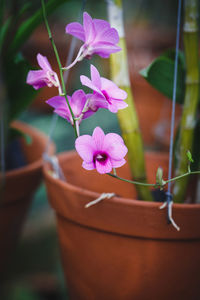 Close-up of pink flowers