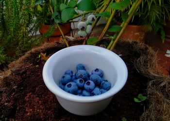 High angle view of fruits in pot