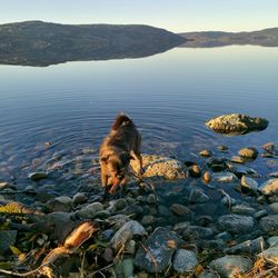 Dog on lake by mountain