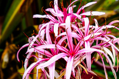 Close-up of pink flowers