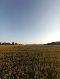 Scenic view of agricultural field against clear sky