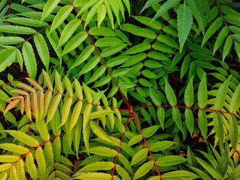 Full frame shot of fern leaves