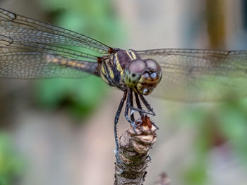 Close-up of dragonfly on a plant