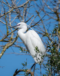 Low angle view of bird perching on branch