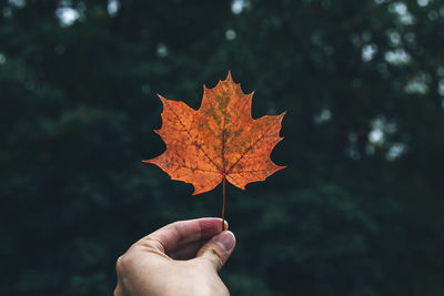 Close-up of hand on maple leaf during autumn