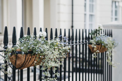 Flower baskets on a fence in front of a house, selective focus, home ownership concept.