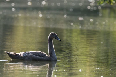 Side view of a duck swimming in lake