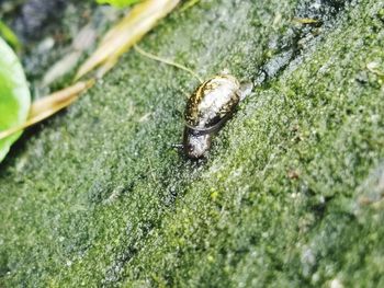 Close-up of insect on grass