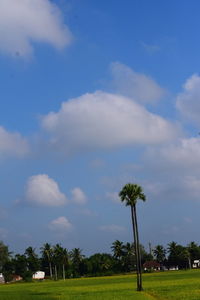 Scenic view of trees on field against sky