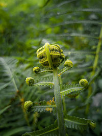 Close-up of flowering plant