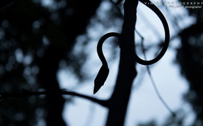 Low angle view of leaf against sky