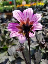 Close-up of purple flower blooming outdoors