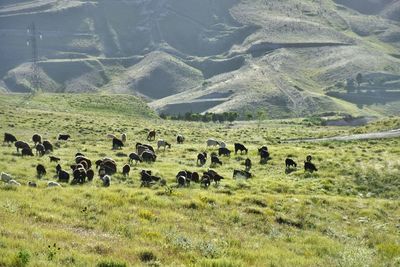 Flock of sheep grazing on field