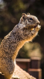 Close-up of an animal