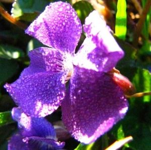 Close-up of purple flowers