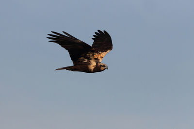 Low angle view of eagle flying in sky