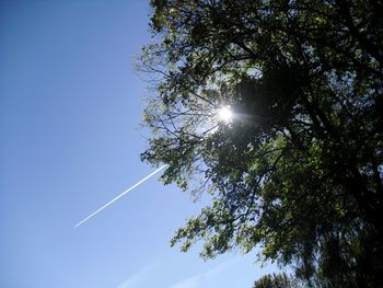 Sun shining through trees