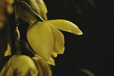 Close-up of yellow flower against black background