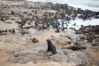 High angle view of seals and rocks at cape cross seal reserve, namibia