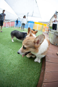Dog lying on grass
