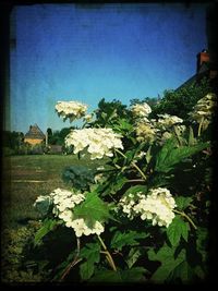 Close-up of white flowers