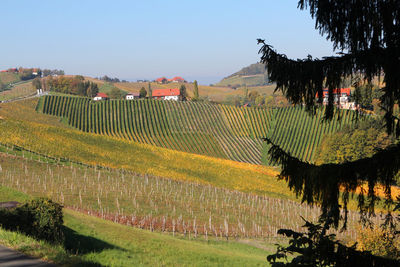 Scenic view of vineyard against sky