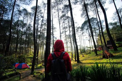 Rear view of a man standing in forest