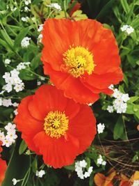 Close-up of orange flower blooming outdoors