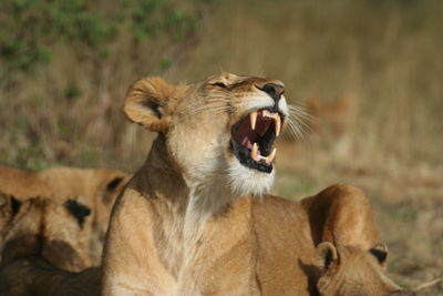 Close-up of a cat yawning
