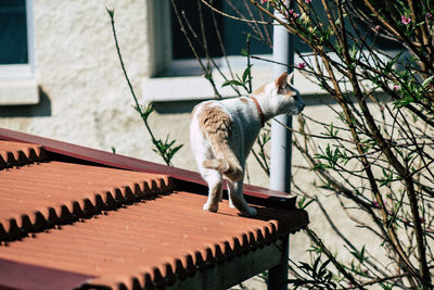 Cat on a roof of a building