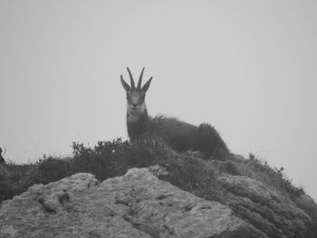 Low angle view of horse on rock against sky