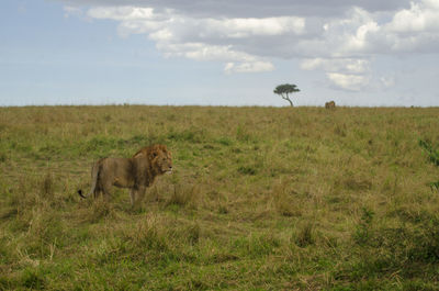 Horse in a field