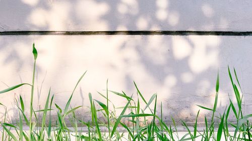 Close-up of grass in lake