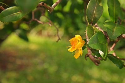 Close-up of yellow flowering plant