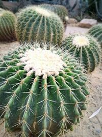 Close-up of cactus plant