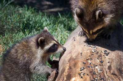 Wild raccoons happily eating bird seed