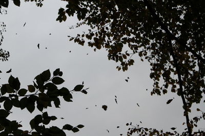 Low angle view of silhouette birds flying against sky