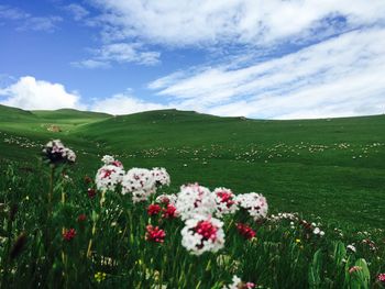 Scenic view of flowering plants on field against sky