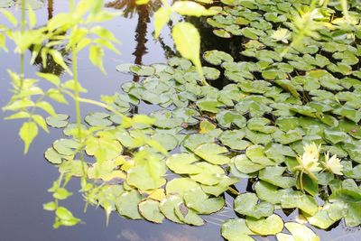 Close-up of lotus water lily in lake
