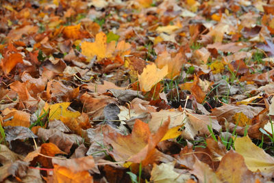 Full frame shot of autumnal leaves