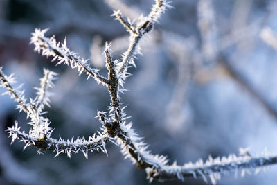 Close-up of frozen plant during winter