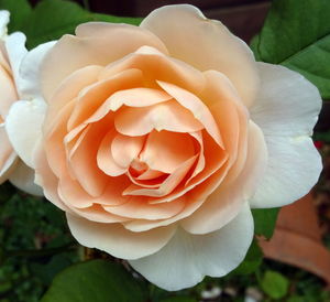 Close-up of rose