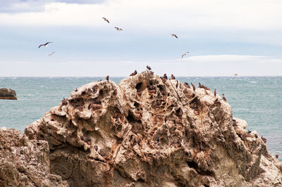 High angle view of seagulls flying over sea