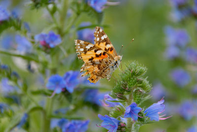 Close-up of butterfly pollinating on purple flower